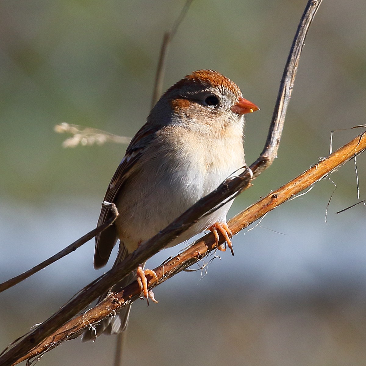 Field Sparrow - Dan Vickers