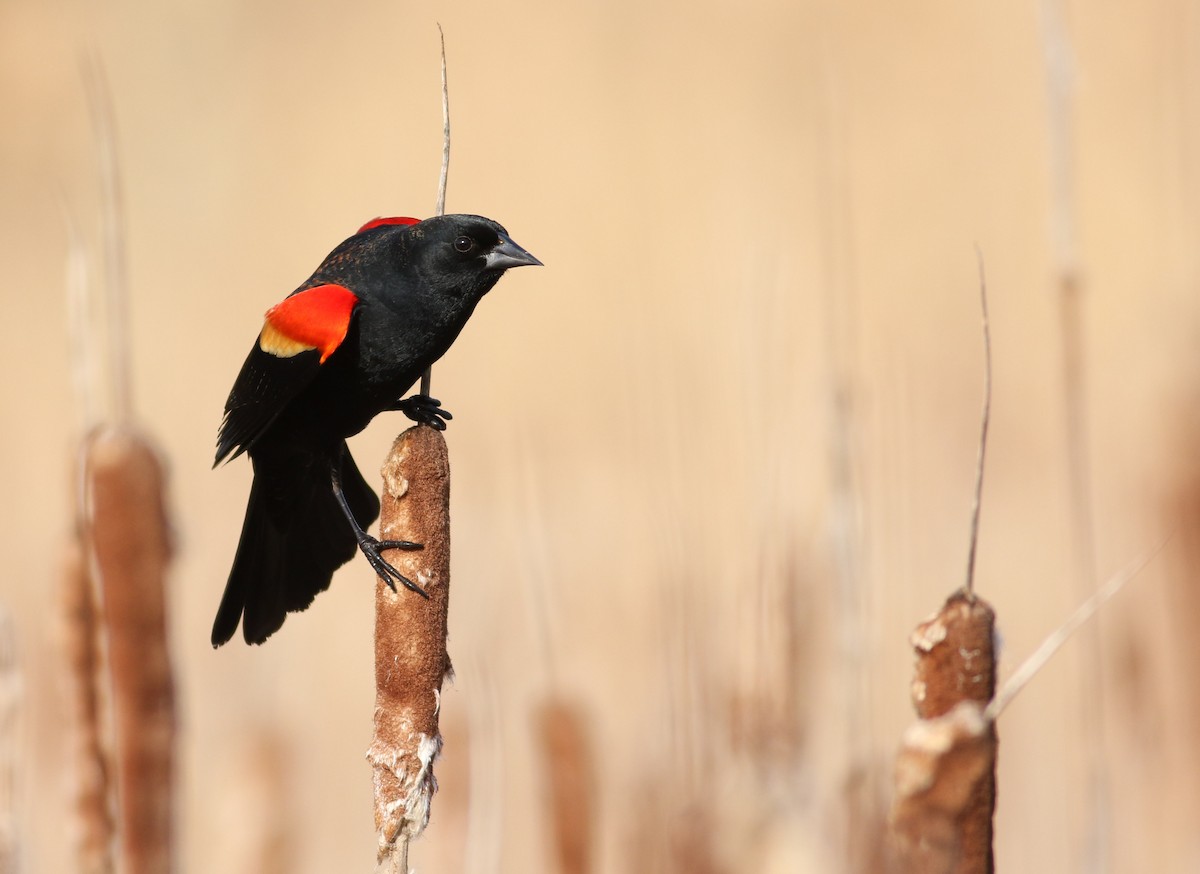 Red-winged Blackbird - ML49497481