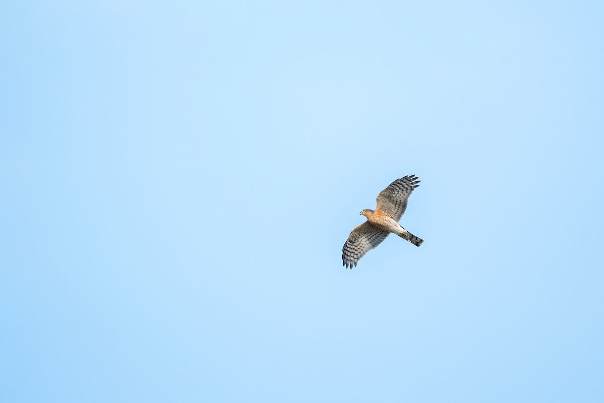 Eurasian Sparrowhawk - Deepak Budhathoki 🦉