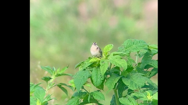 Grasshopper Sparrow - ML494980511