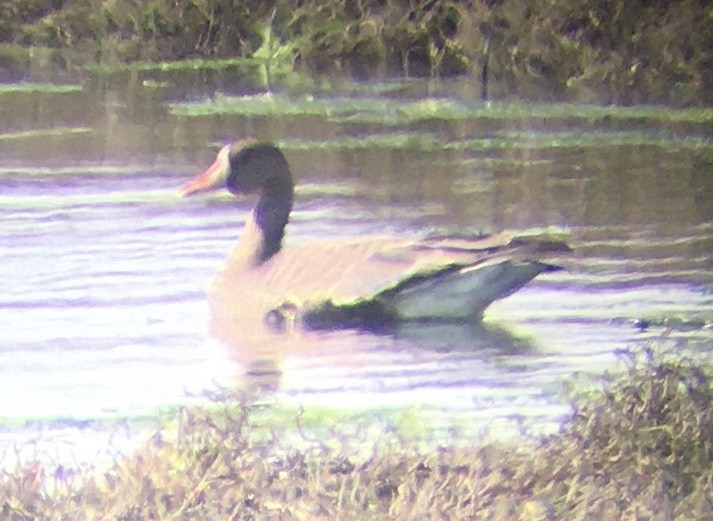Greater White-fronted Goose (Western) - ML494983431