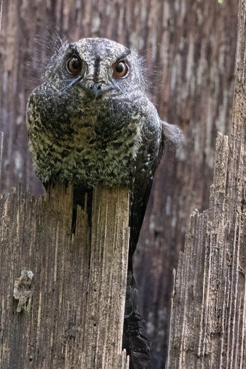 Wallace's Owlet-nightjar - ML494984821