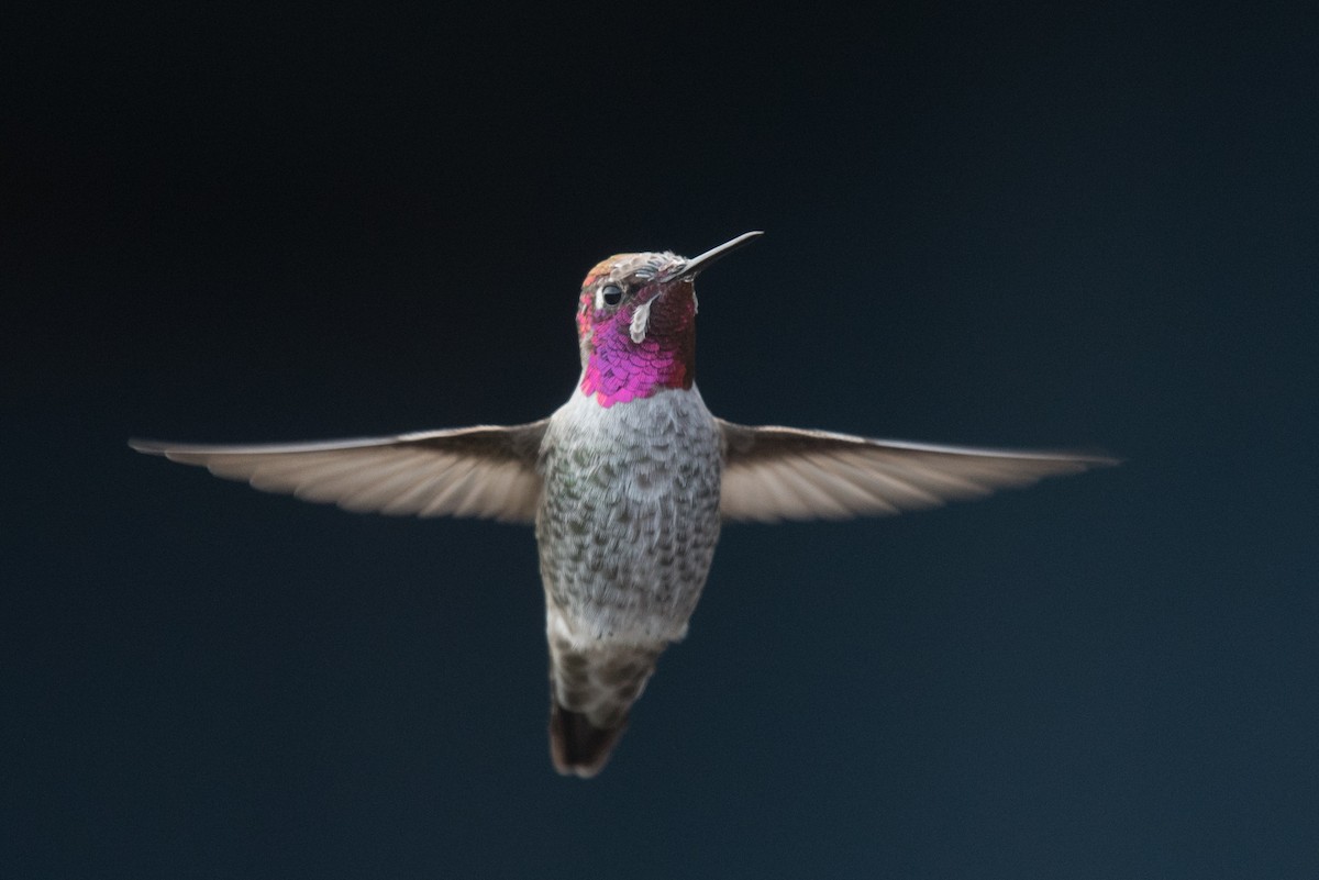 Anna's Hummingbird - Aaron Lang