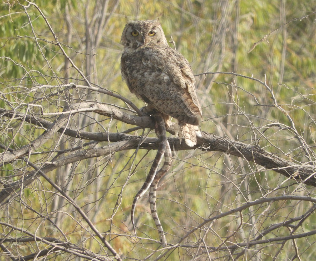 Great Horned Owl - ML494986091