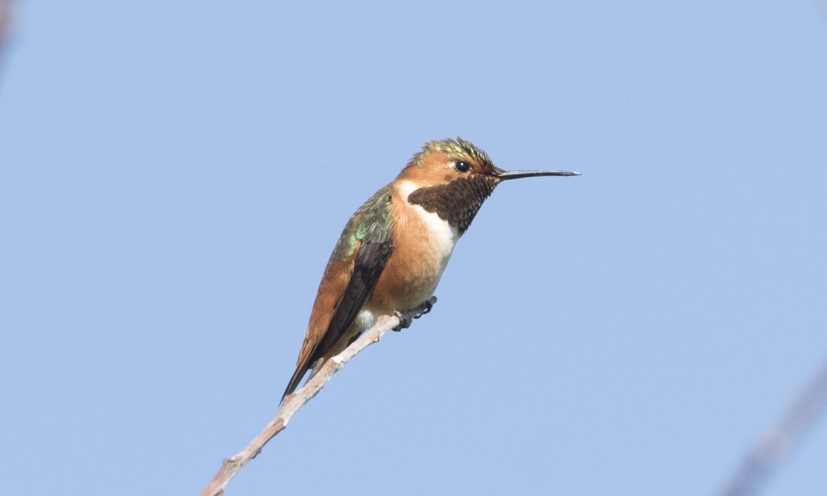 Allen's Hummingbird - ML49498631