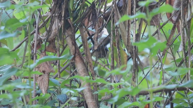 Aberrant Bush Warbler (Sunda) - ML494988901