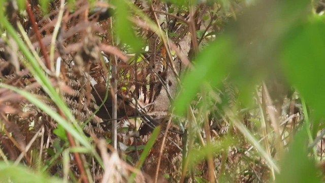 Javan Bush Warbler (Timor) - ML494989271