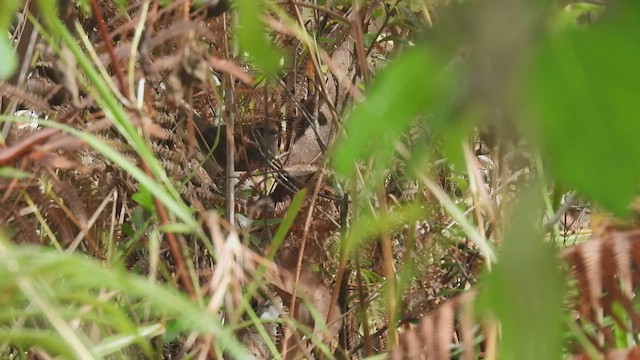 Javan Bush Warbler (Timor) - ML494989281