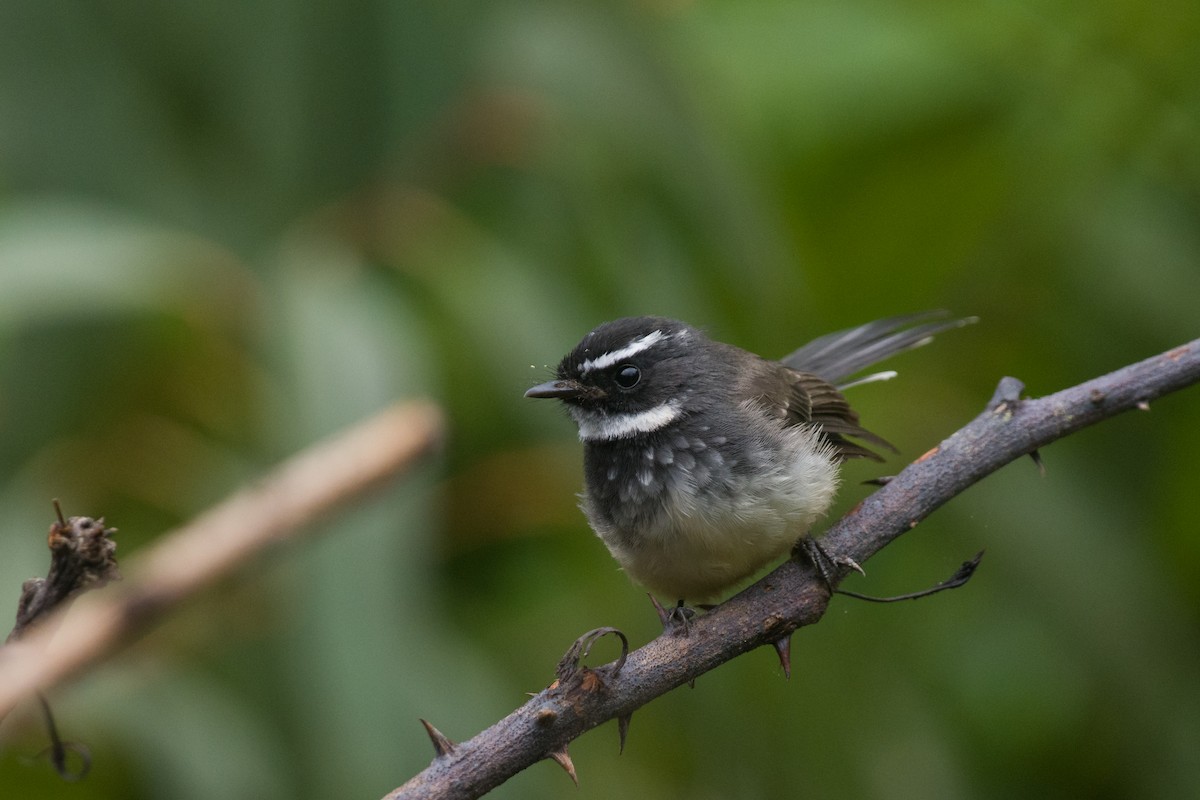 Spot-breasted Fantail - ML494989991