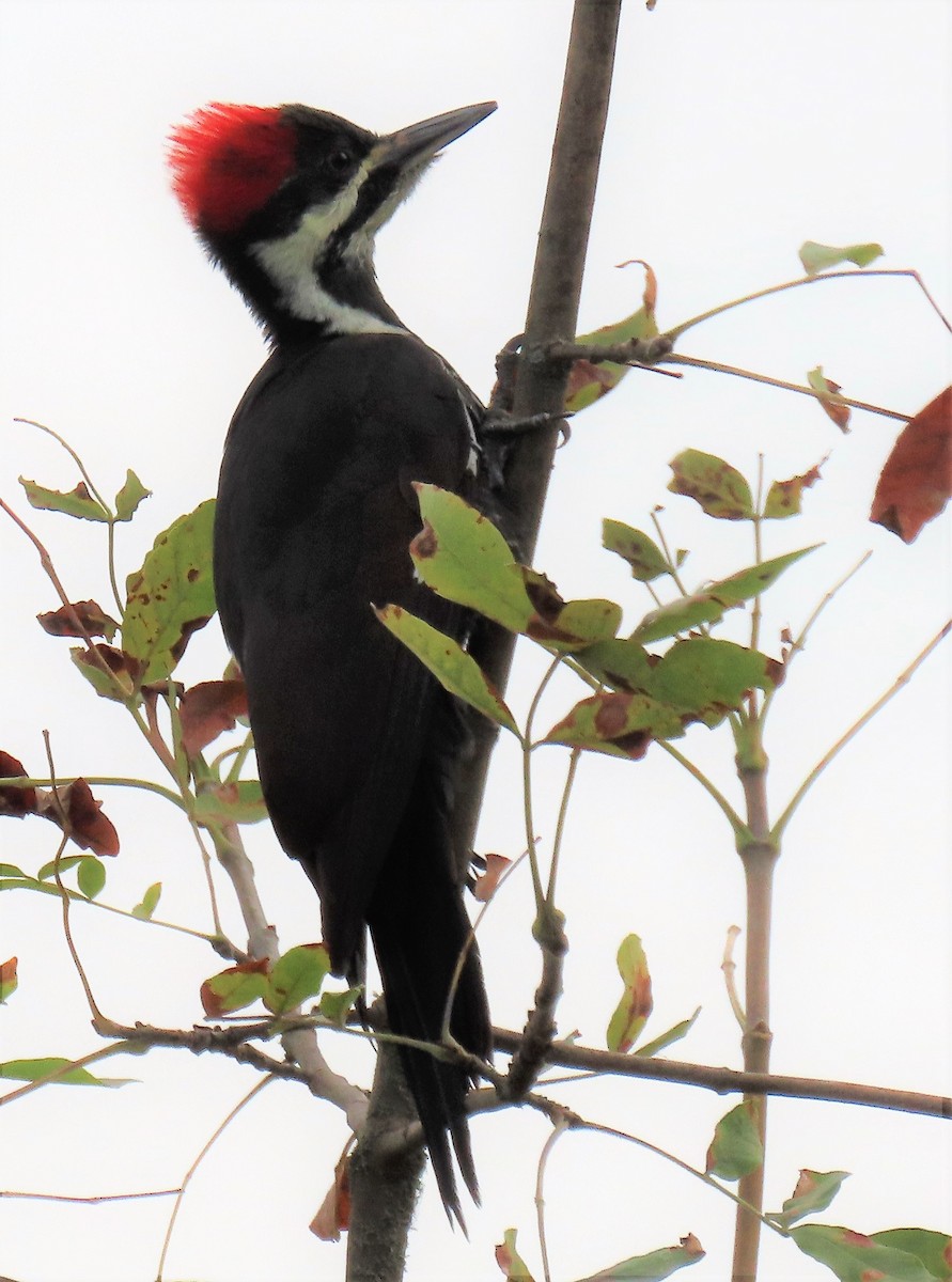 Pileated Woodpecker - ML494990181