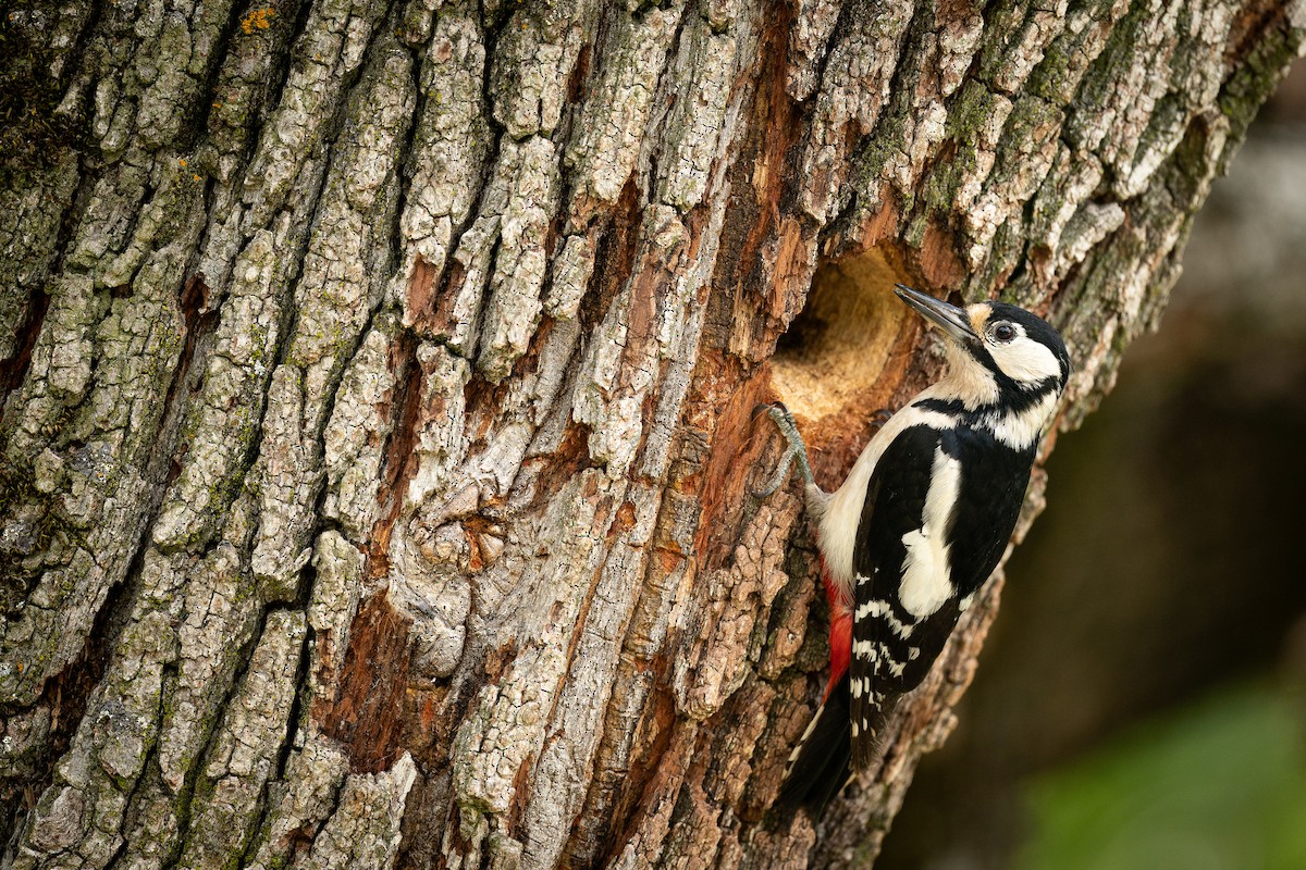 Great Spotted Woodpecker (Great Spotted) - ML494996041