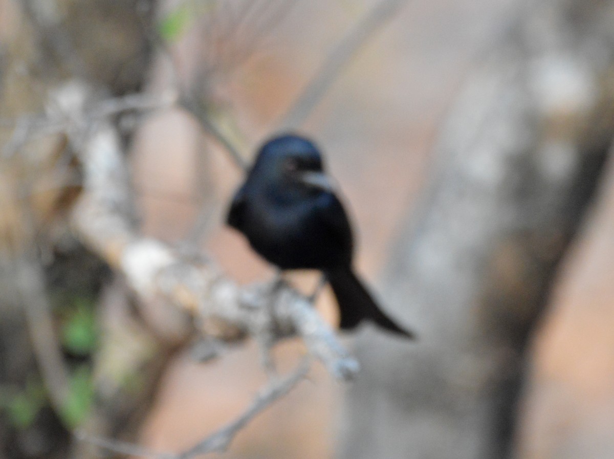 Fork-tailed Drongo - ML494996051