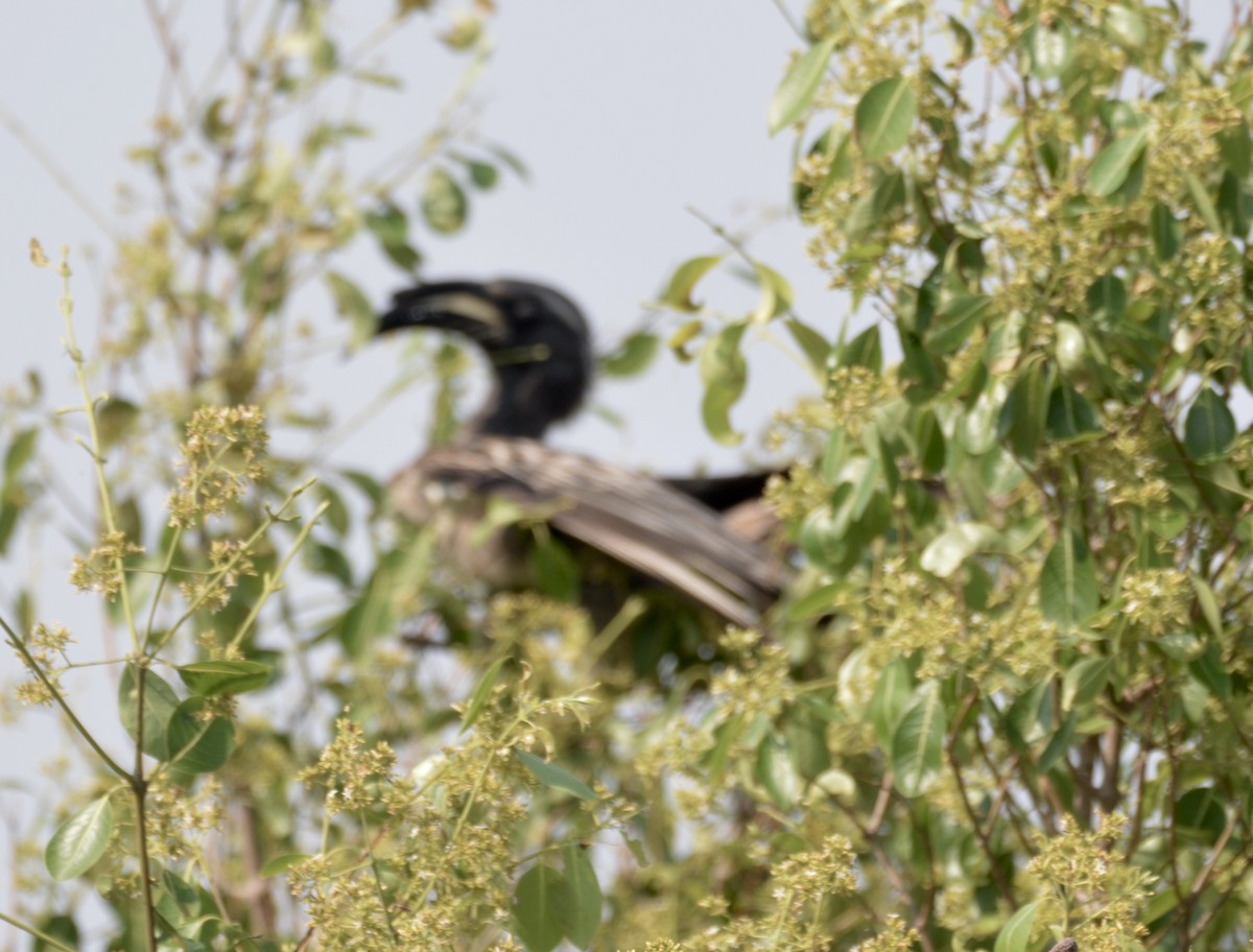 African Gray Hornbill - ML494996991