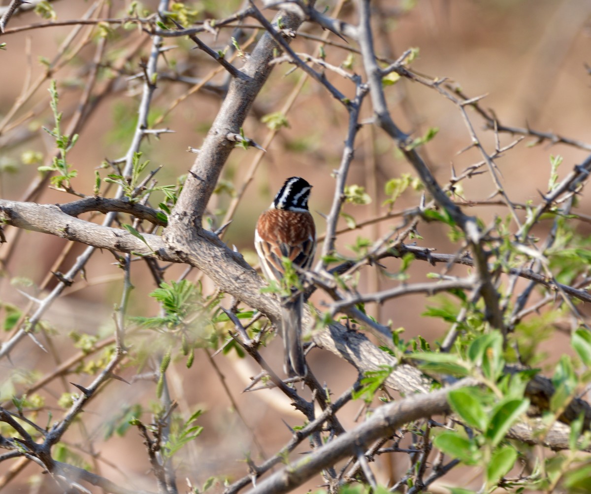 Golden-breasted Bunting - ML494997891