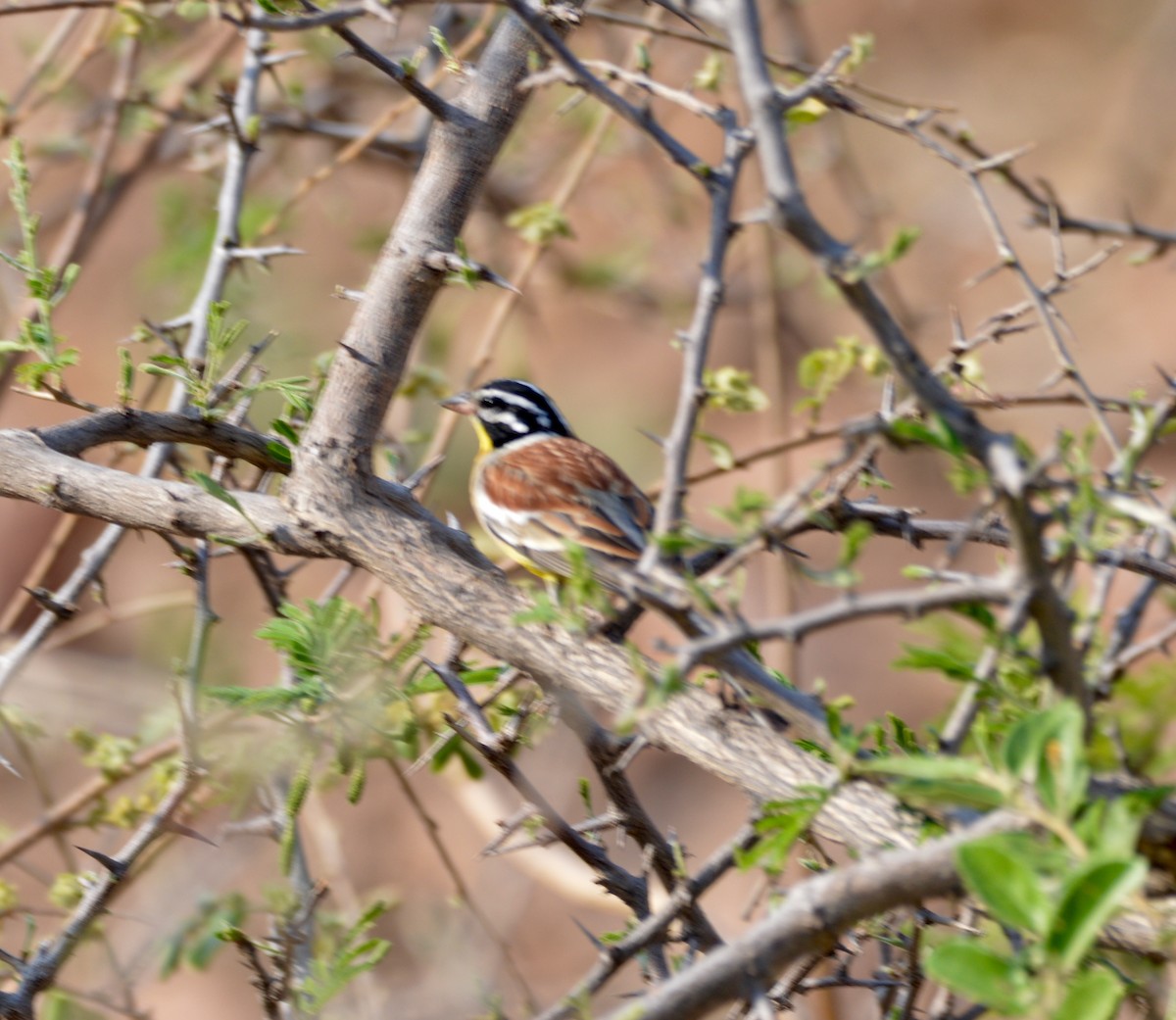 Golden-breasted Bunting - ML494997951