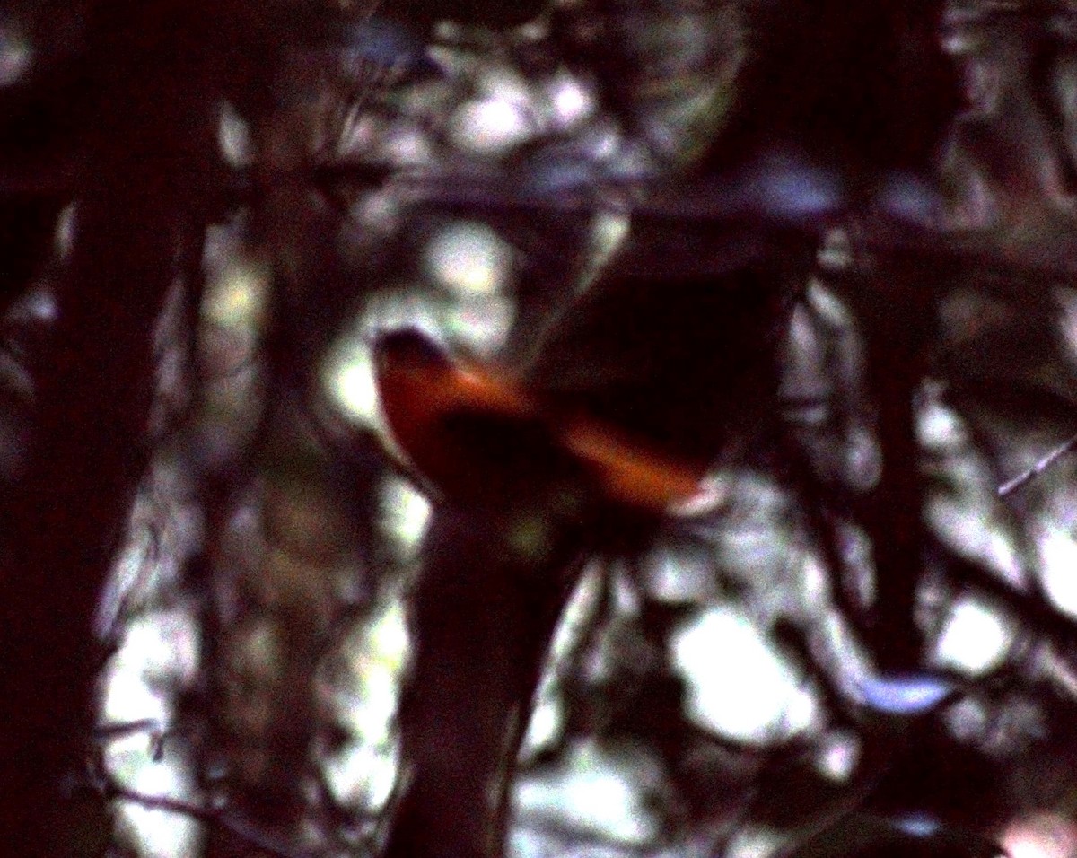 Black-and-orange Flycatcher - Samarth Shadakshari