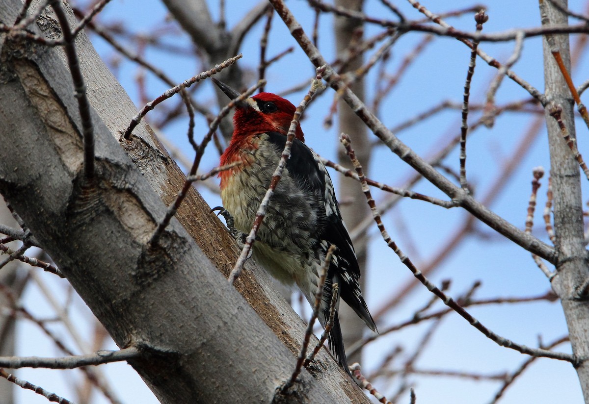 Red-breasted Sapsucker - ML49500701