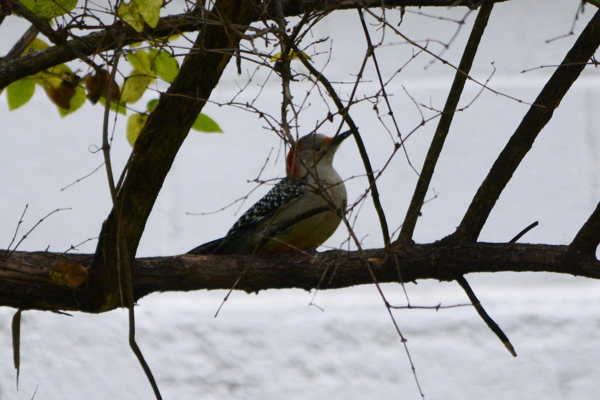 Red-bellied Woodpecker - ML495007281