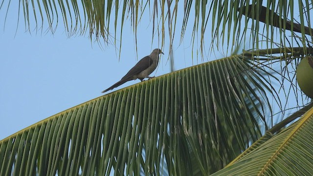 Flores Sea Cuckoo-Dove - ML495007581
