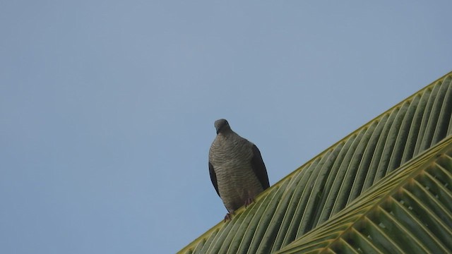 Flores Sea Cuckoo-Dove - ML495007611