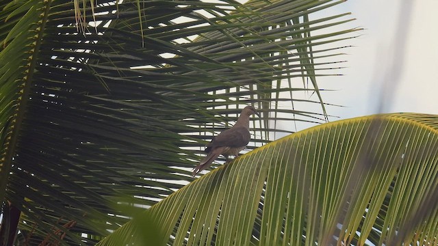 Flores Sea Cuckoo-Dove - ML495007621