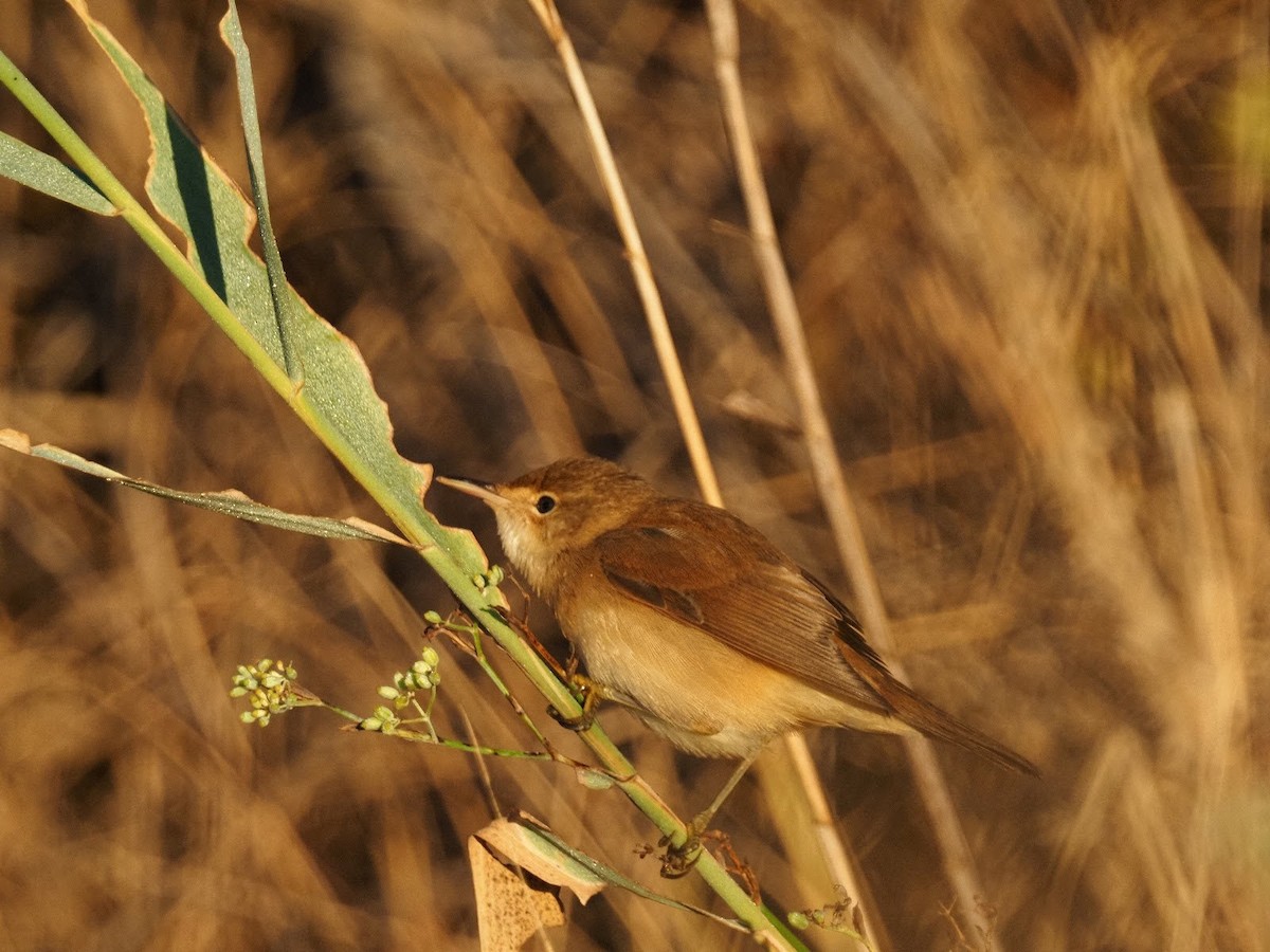 Common Reed Warbler - ML495011271