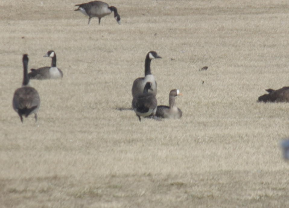 Greater White-fronted Goose - Anonymous eDipper