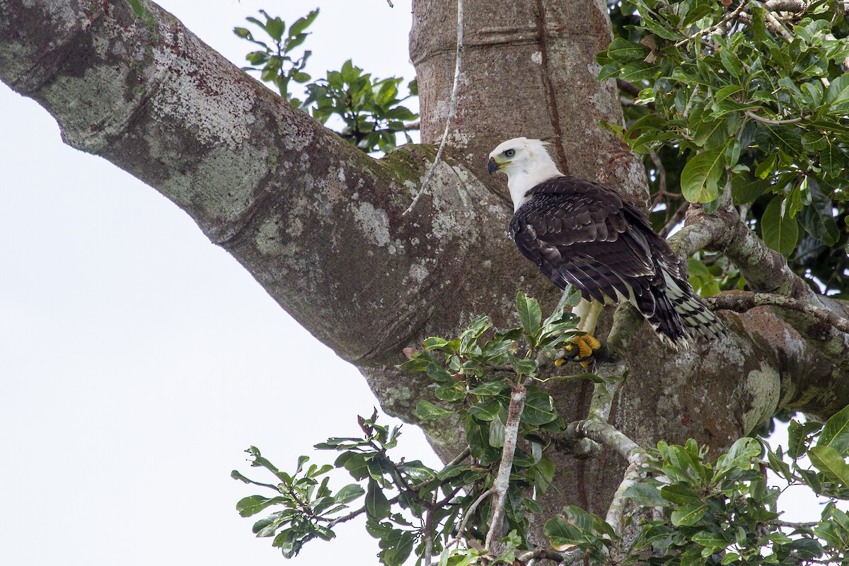 Ornate Hawk-Eagle - javier  mesa