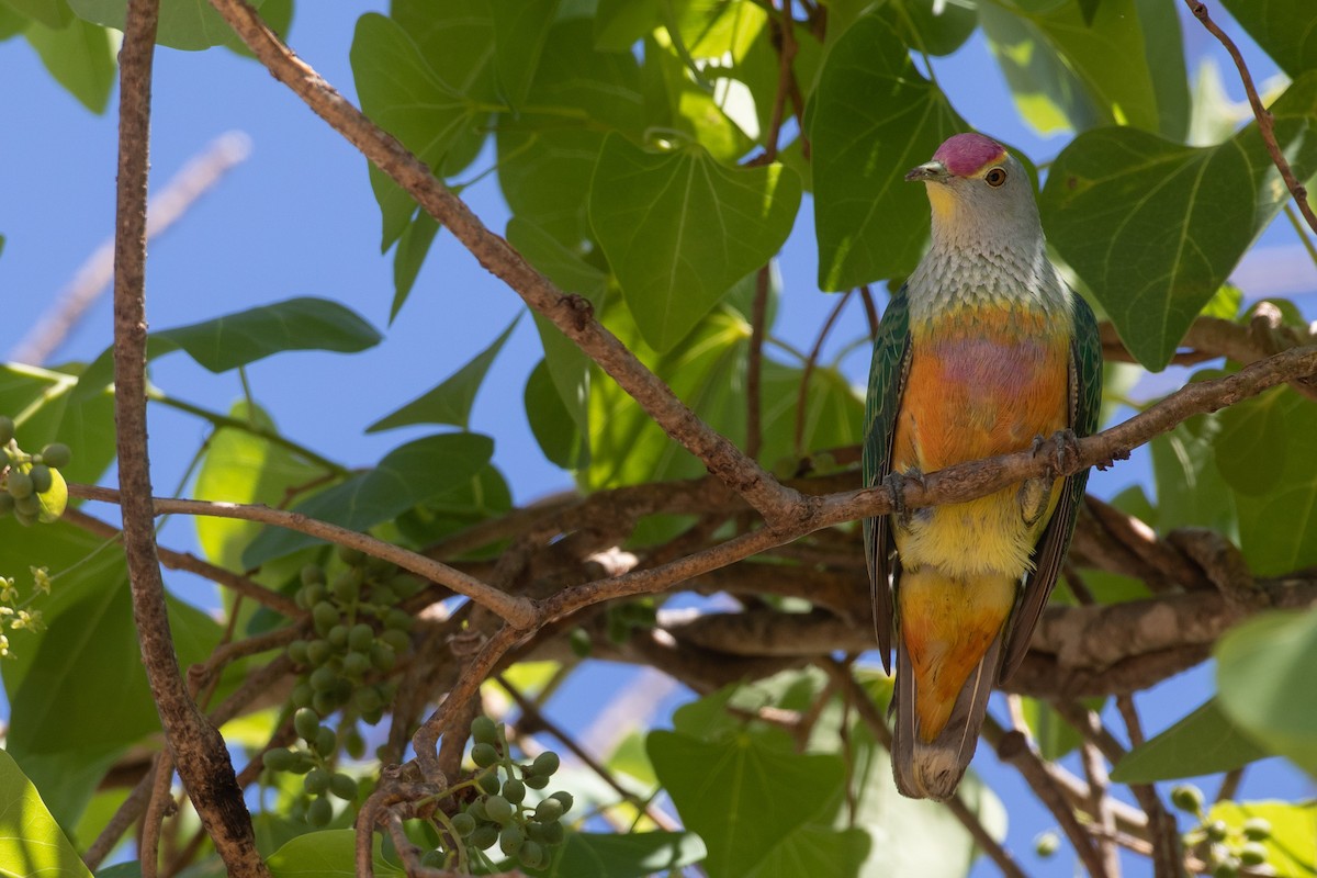 Rose-crowned Fruit-Dove - ML495016471