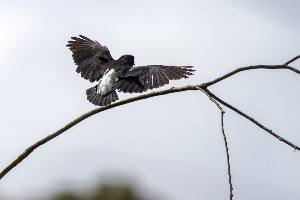 Swallow-winged Puffbird - ML495016641