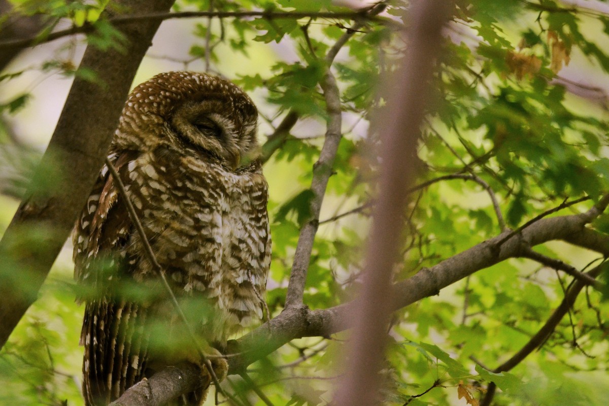 Spotted Owl - Marky Mutchler