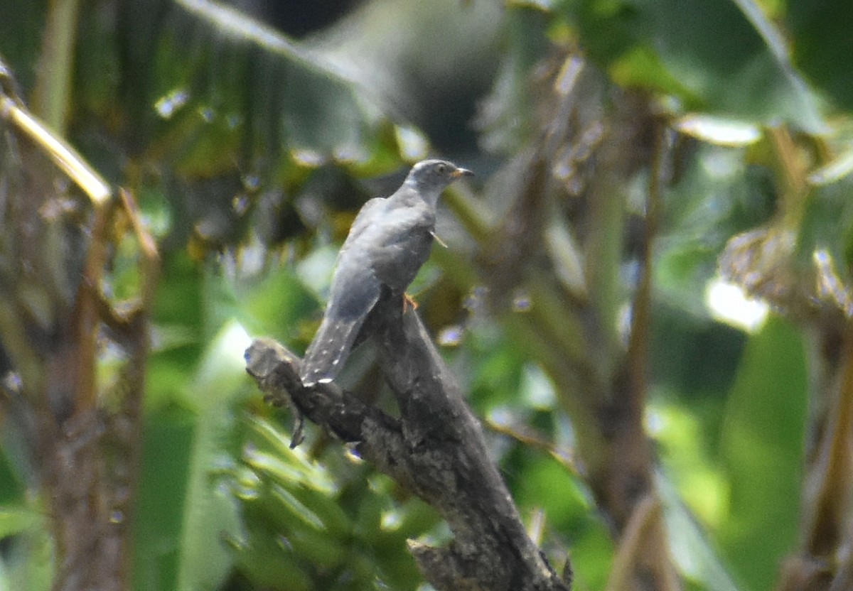 Common Cuckoo - ML495023791