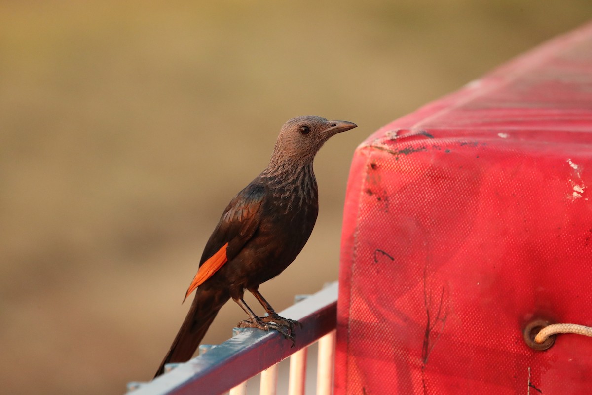 Red-winged Starling - ML495025441