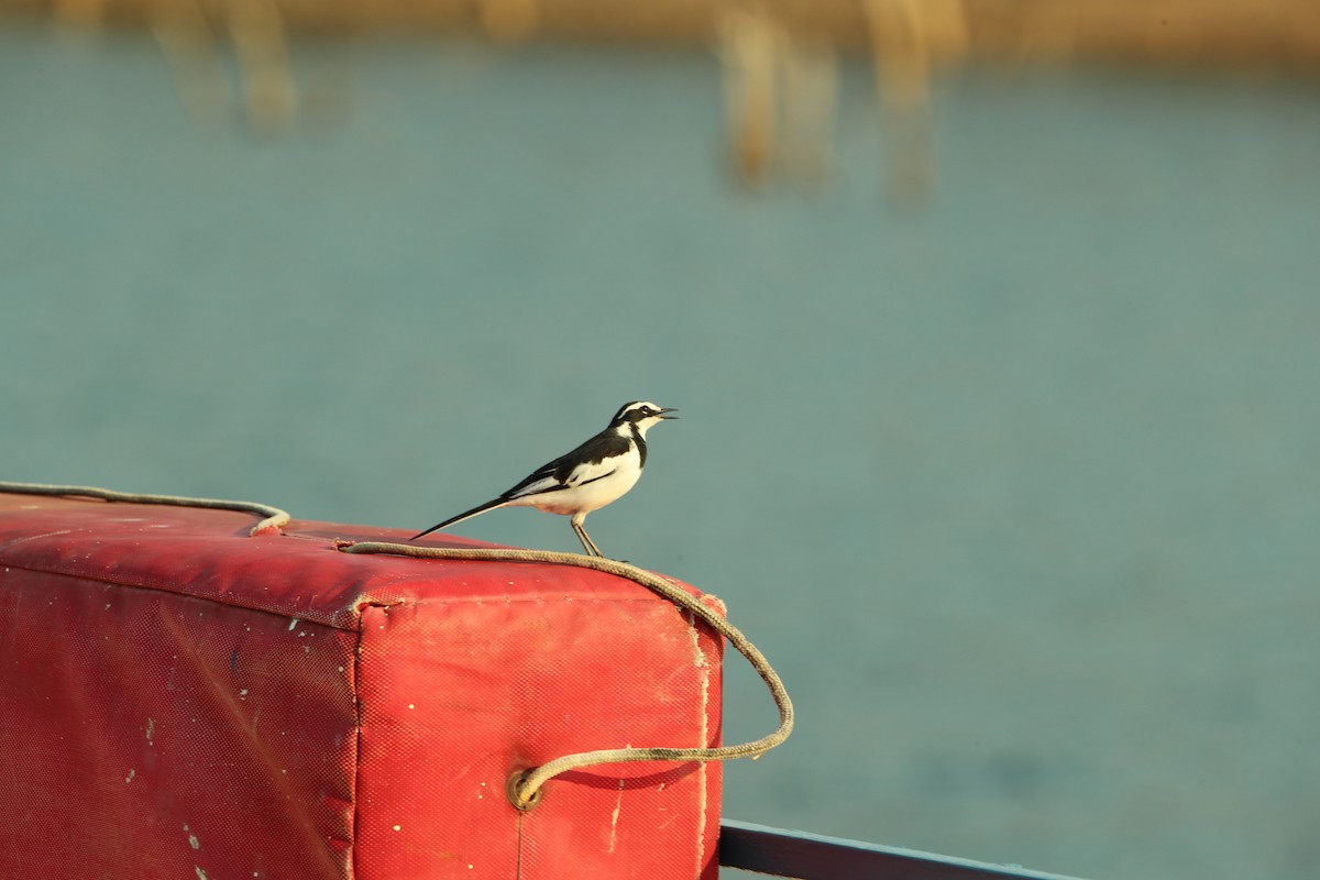 African Pied Wagtail - ML495025471