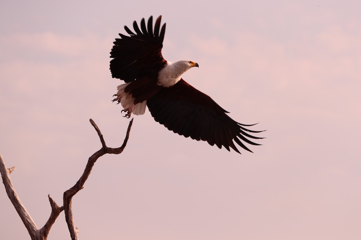 African Fish-Eagle - ML495025731
