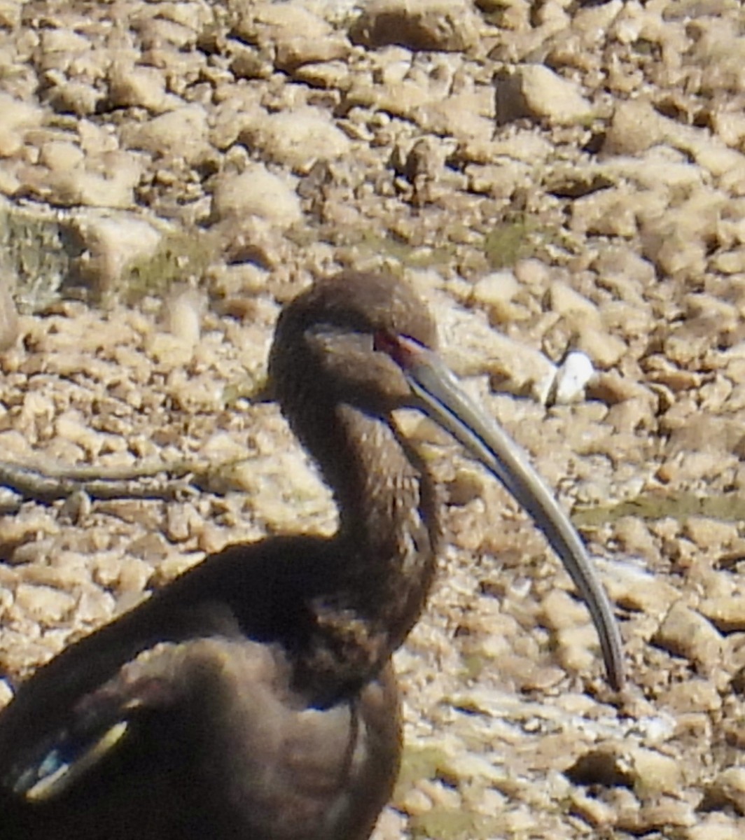 ibis americký - ML495030791