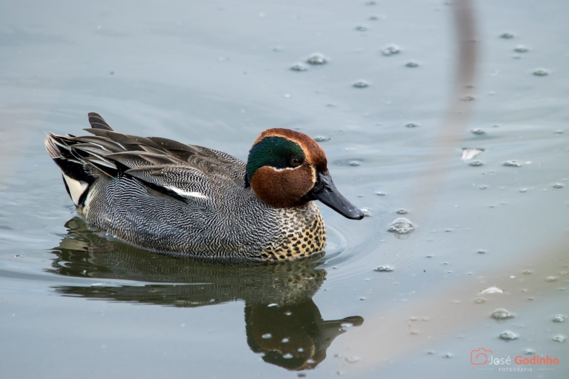 Green-winged Teal - ML49503261