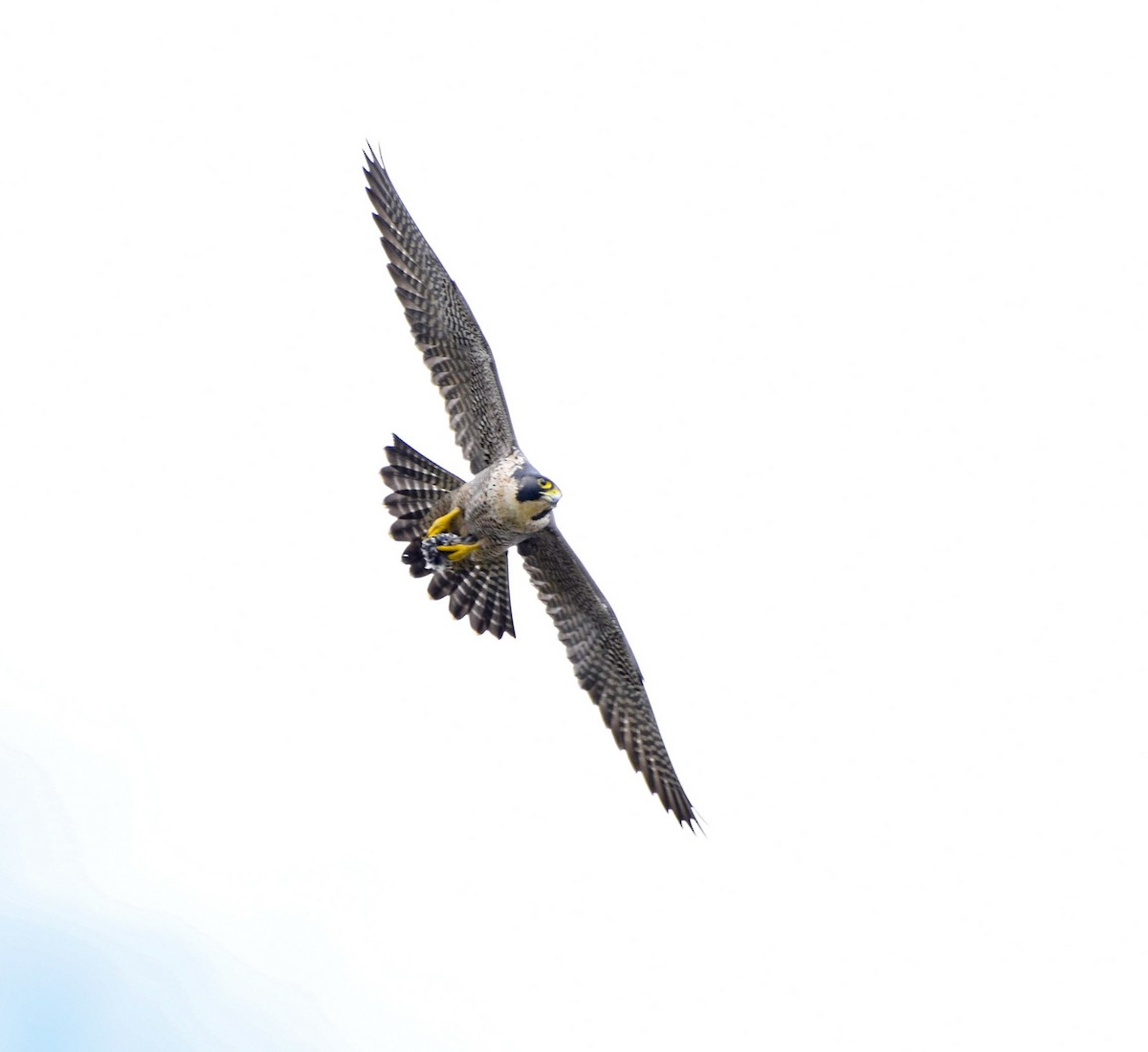 Peregrine Falcon - Esteban Matías (birding guide) Sierra de los Cuchumatanes Huehuetenango esteban.matias@hotmail.com                             +502 53810540