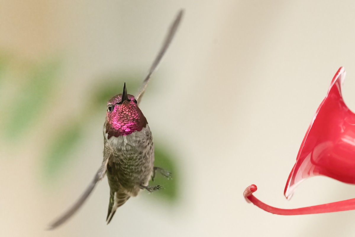 Anna's Hummingbird - ML495036801