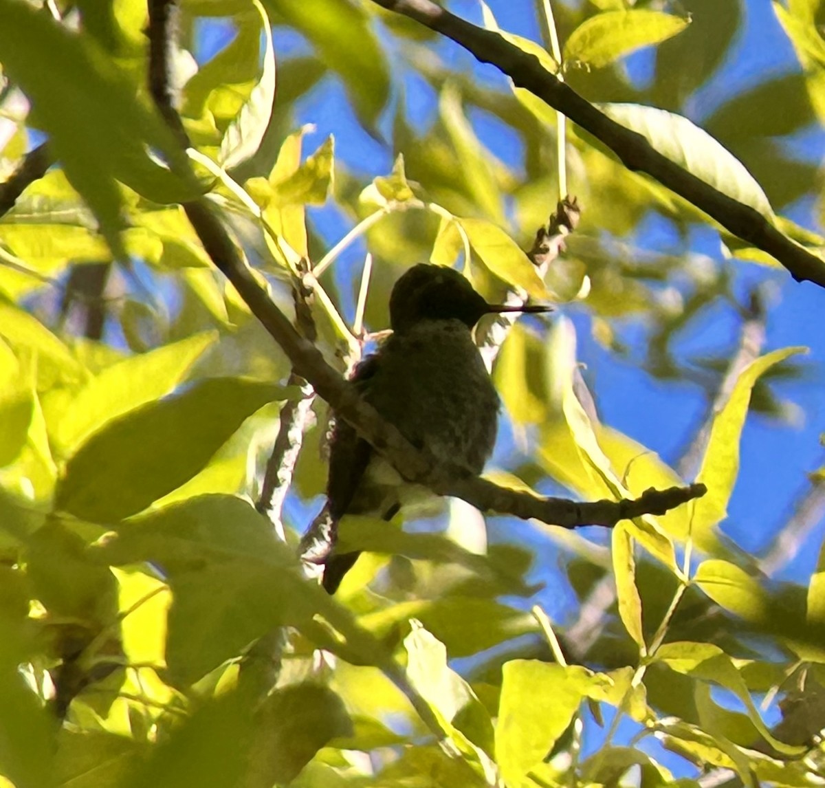 Anna's Hummingbird - ML495039251