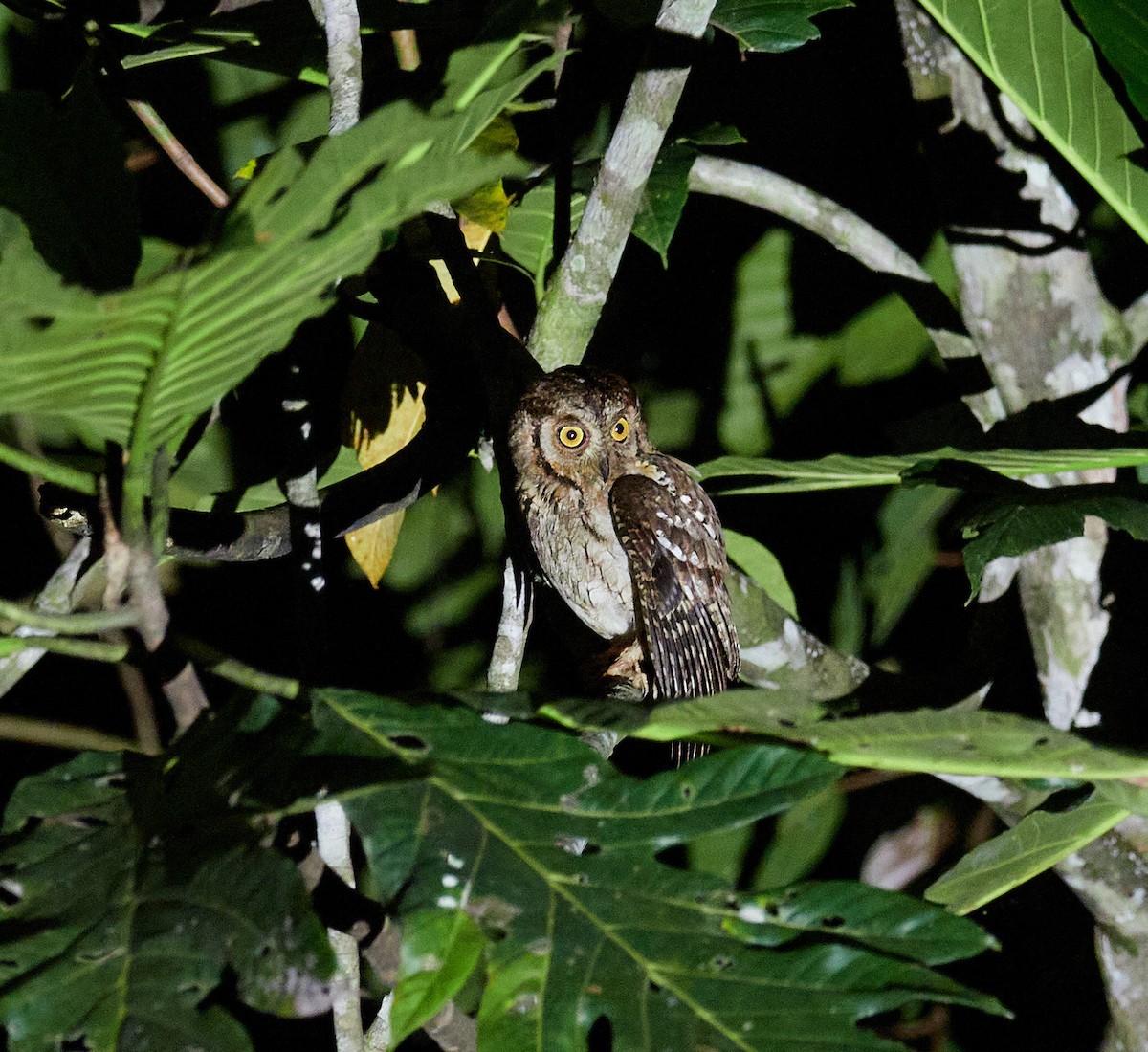 Moluccan Scops-Owl - ML495041921