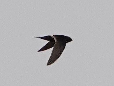 White-rumped Swift - Barry Reed