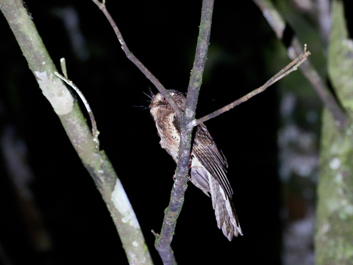 Moluccan Owlet-nightjar - ML495049761