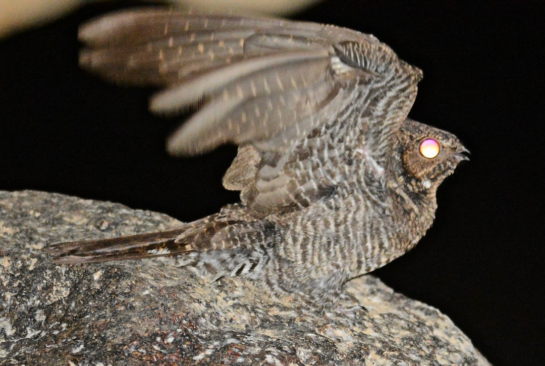 Band-tailed Nighthawk - Anderson  Sandro