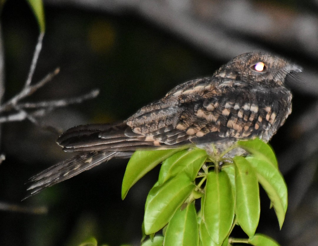 Scissor-tailed Nightjar - Anderson  Sandro