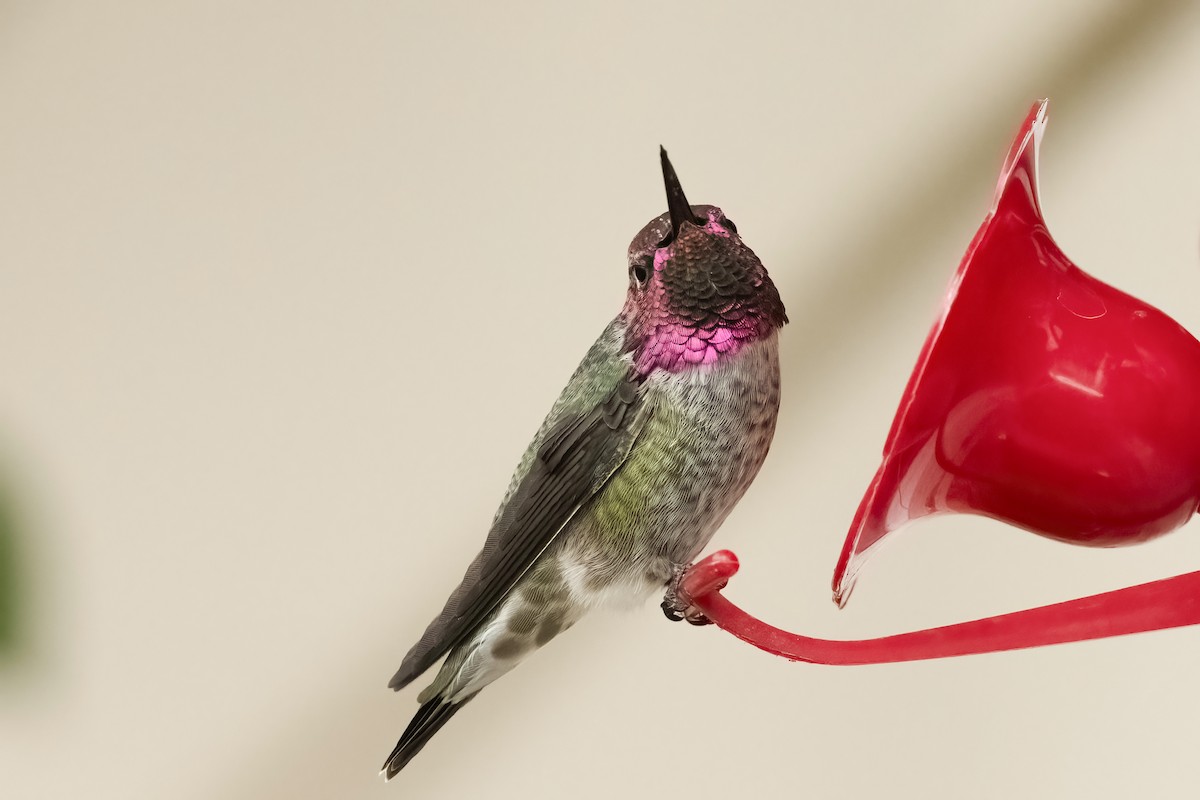 Anna's Hummingbird - ML495054441