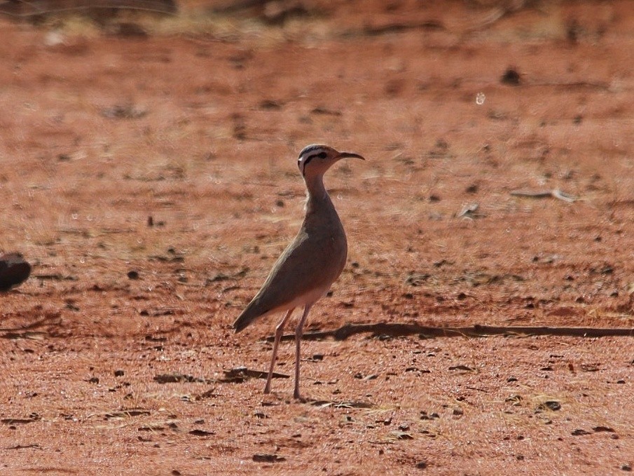 Somalirennvogel - ML495055351