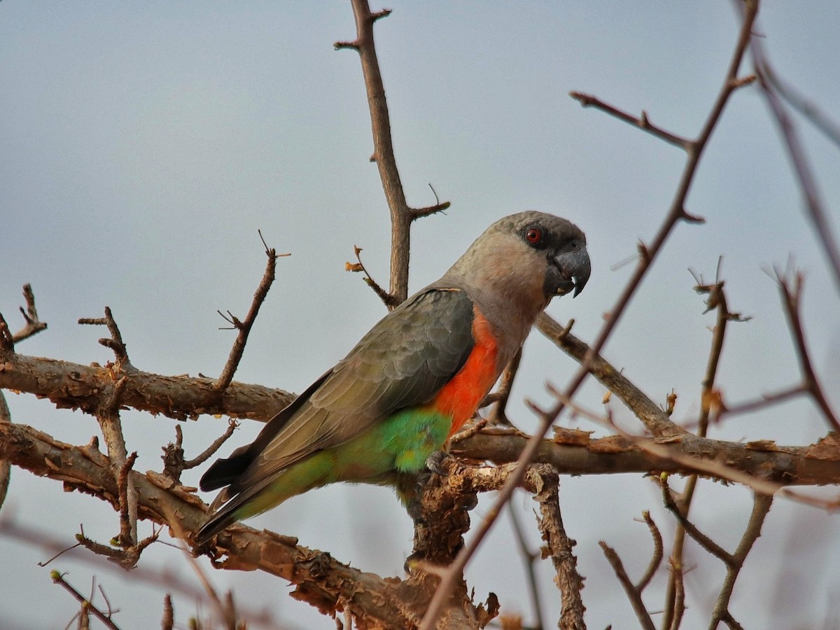 papoušek oranžovoprsý - ML495055421