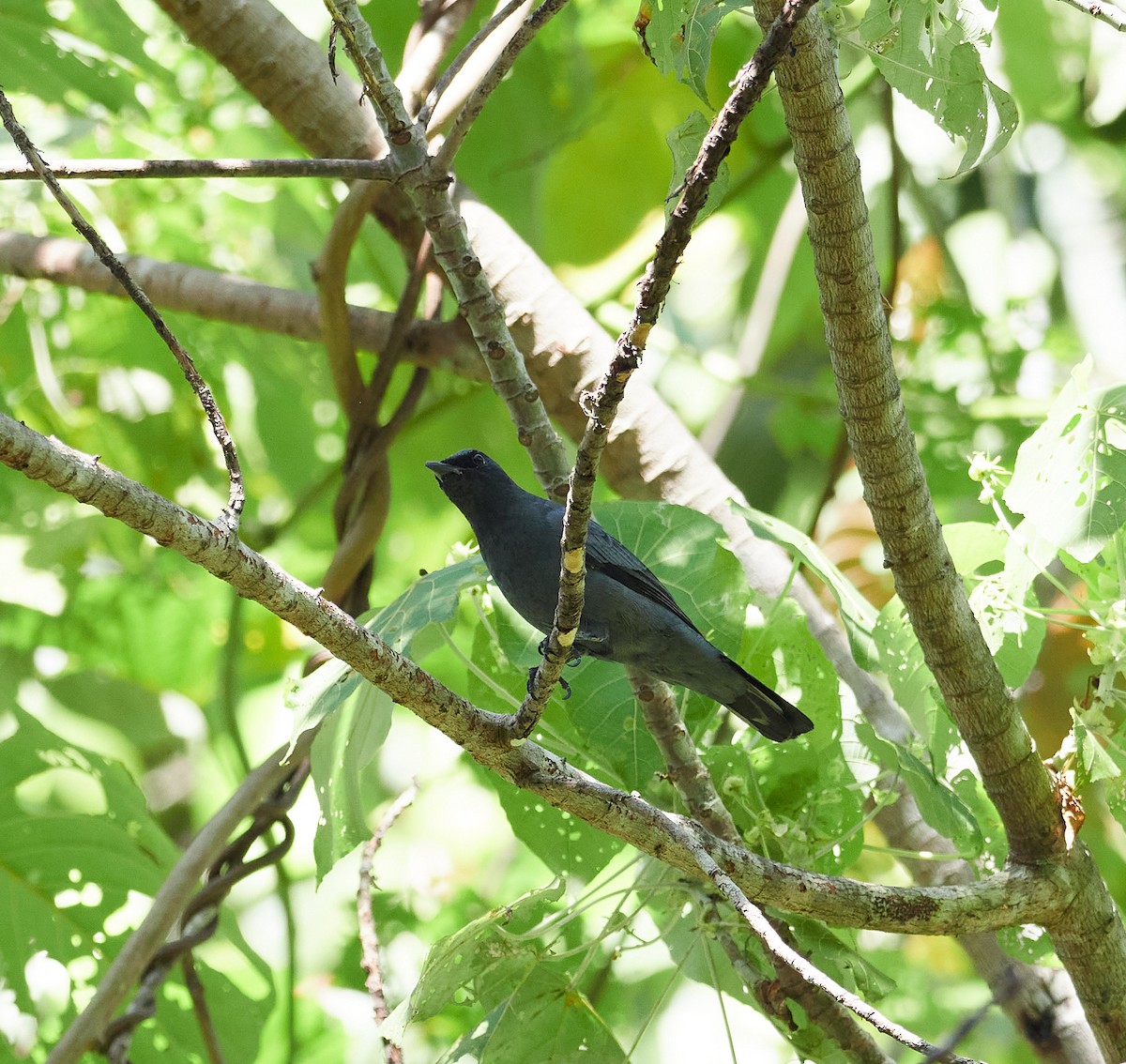 Common Cicadabird - ML495056521