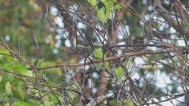  - Flores Sea Sunbird